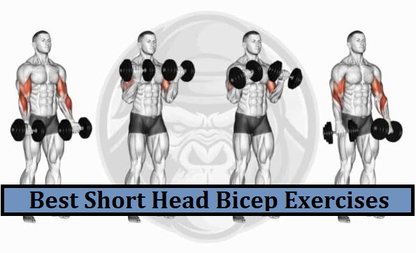 9 Best Short Head Bicep Exercises