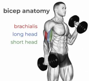 What is the Short Head of the Bicep